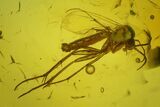 Two Detailed Fossil Fungus Gnats (Sciaridae) In Baltic Amber #200172-1
